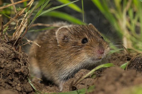 Common vole