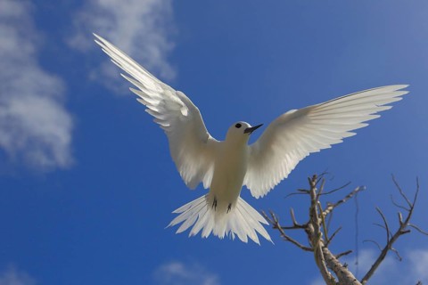 White tern