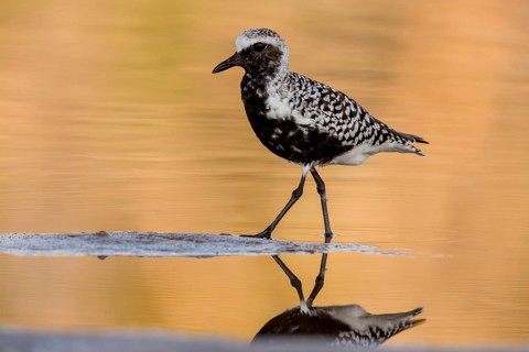 Black-bellied Plover