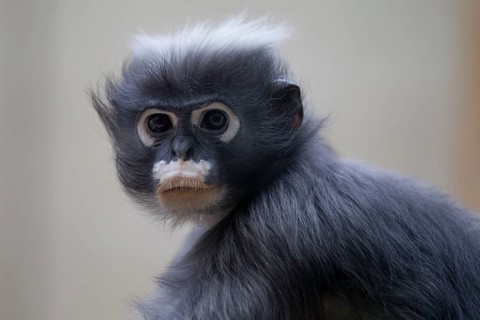 Spectacled langur