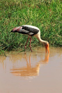 Painted stork