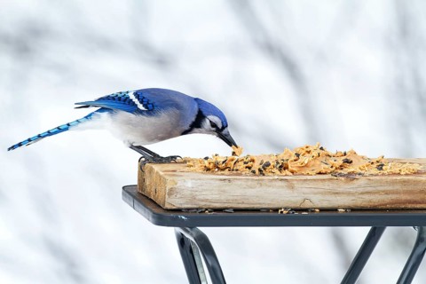 Blue jay