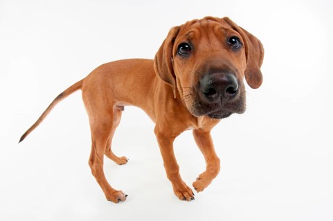 Rhodesian Ridgeback