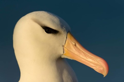 Saunders Island