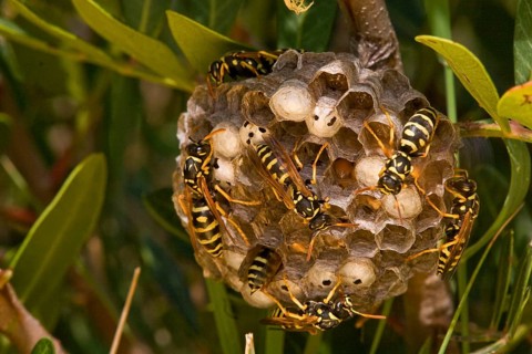 Field wasp