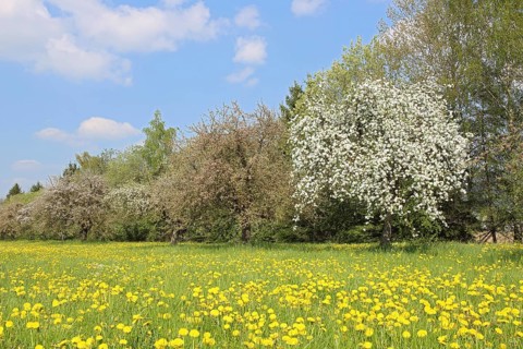 Apple tree