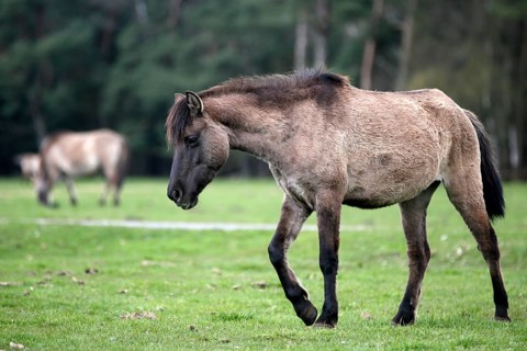 Wild Horse Duelmen