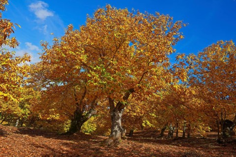 Chestnut