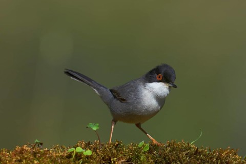 Sardinian Warbler