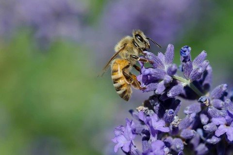 Honey bee