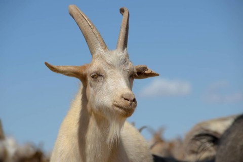 Cashmere goat