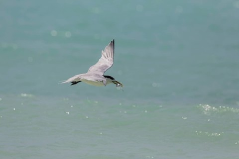 Greater Crested Tern