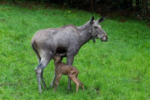 Elk