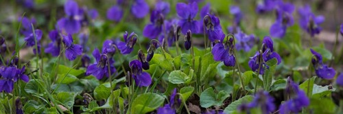 Earl Dog-Violet