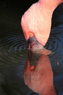 Lesser flamingo