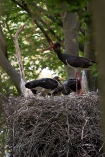 Black stork