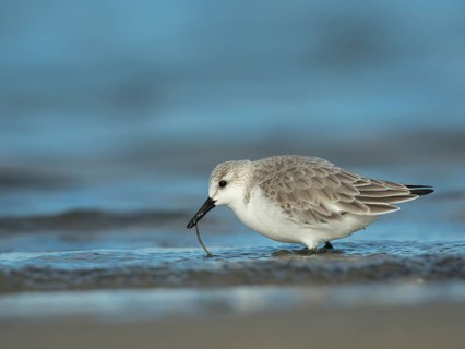 Sanderling