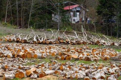 Cut wood