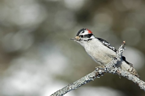 Downy woodpecker