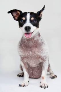 Jack Russell Terrier