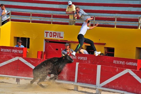 Bullfight