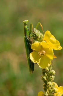 European mantis