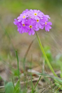 Bird's eye primrose