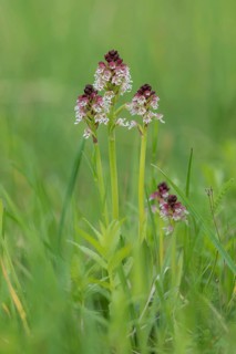 Burnt-tip orchid