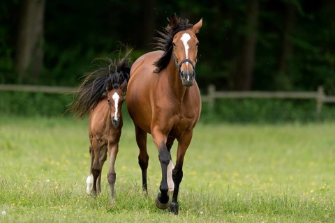 English thoroughbred