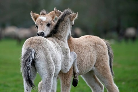 Wild Horse Duelmen