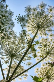 Giant hawkweed
