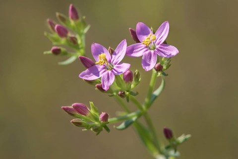 Centaury