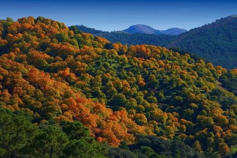 Valle del Genal