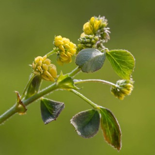 Black medick
