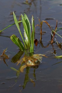 Natterjack Toad