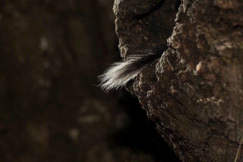 Garden dormouse