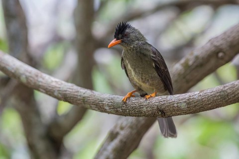 Seychelles bulbul