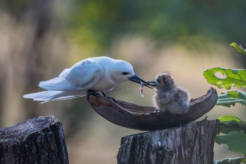 White tern