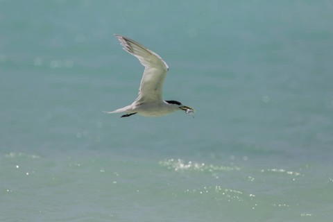 Greater Crested Tern