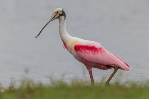 Roseate Spoonbill