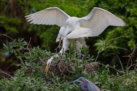 Great egret