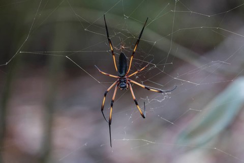 Silk spider