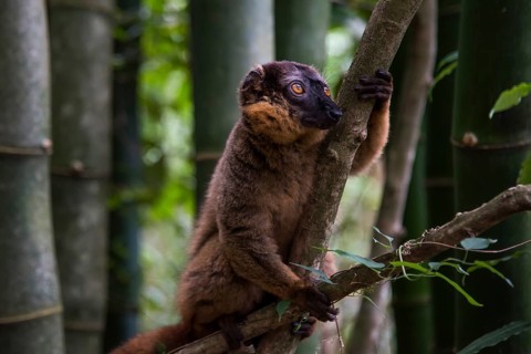 Brown lemur
