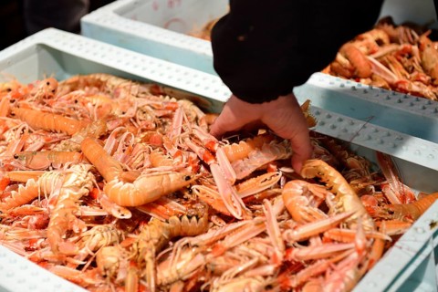 Fish auction