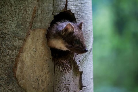 European pine marten