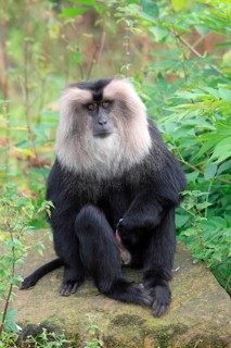 Lion-tailed macaque