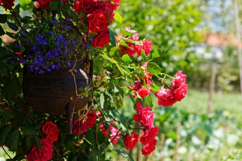 Planter with roses