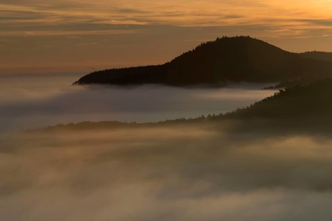Palatinate Forest