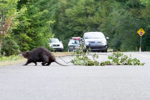Beaver pulling a tree across a road