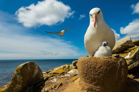 Black-browed Albatross